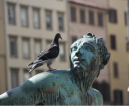 Control de aves en Barcelona | Sanite | Control de Plagas |