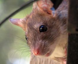 eliminar roedores en barcelona expertos control de plagas