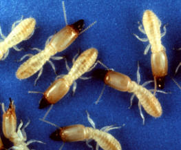 eliminar termitas en barcelona especialistas sanite